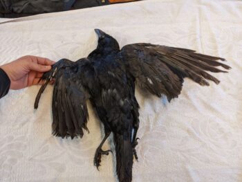 9 Crow deceased