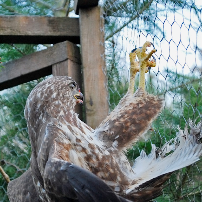 Birds of prey are caught in ladder traps - crow traps by gamekeepers