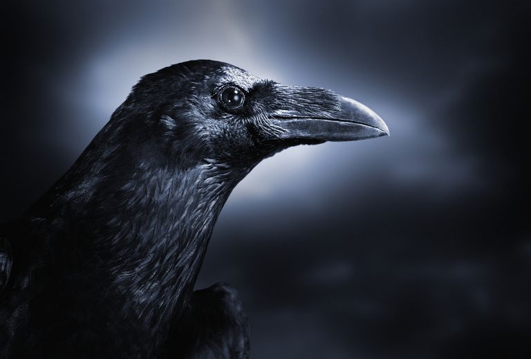 Crows Are Self-Aware and ‘Know What They Know,’ Just Like Humans
