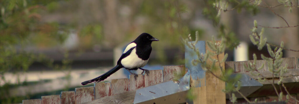 Corvid Traps