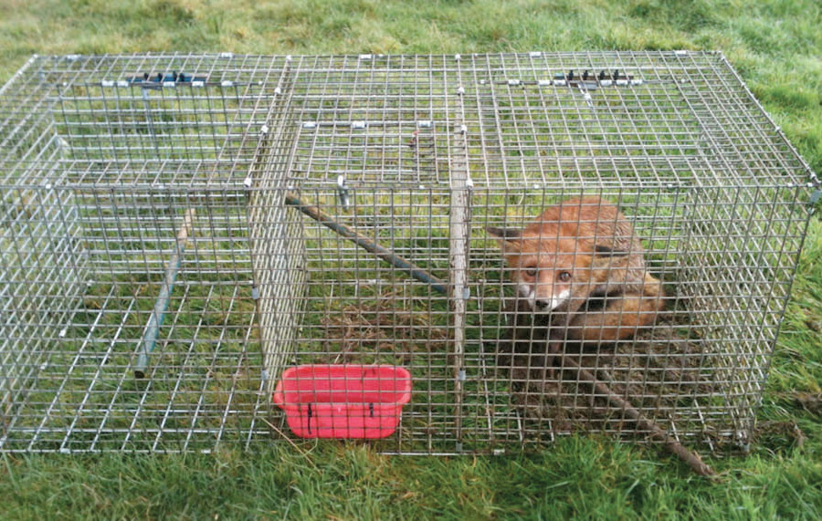 Fox trapped in a Larsen trap