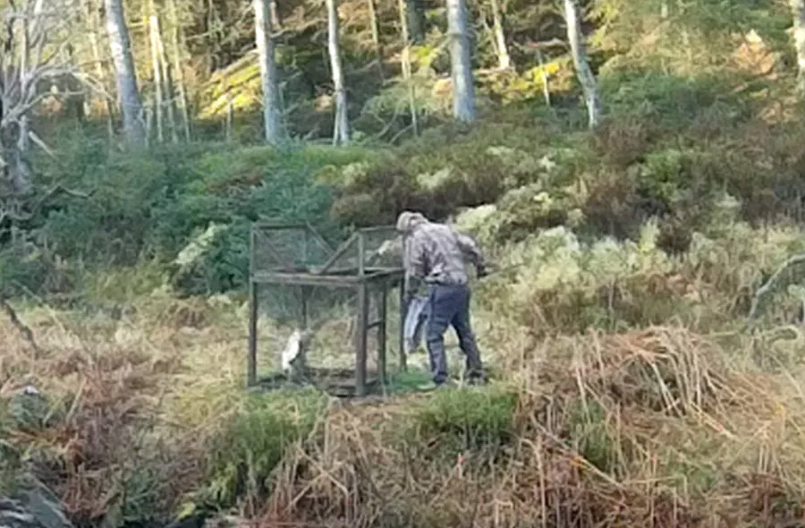 Goshawk Killing in Ladder trap on the North Yorkshire Moors