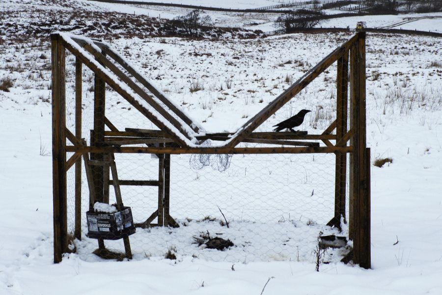Fewer crows should be trapped – but gamekeepers set to exploit loopholes!