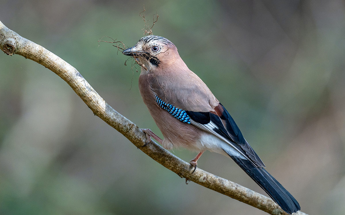 Half the trees in two new English woodlands planted by jays, study finds