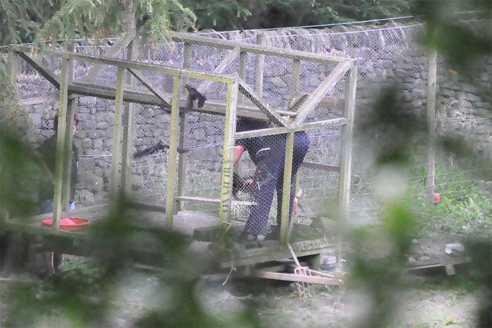 Man killing crows in a Ladder Trap