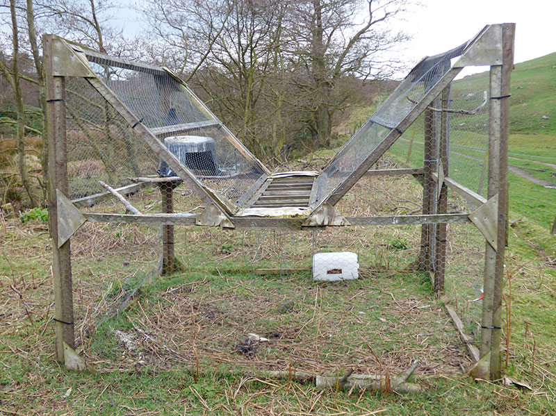 Ladder trap or Multi trap are used to trap crows and other wild birds