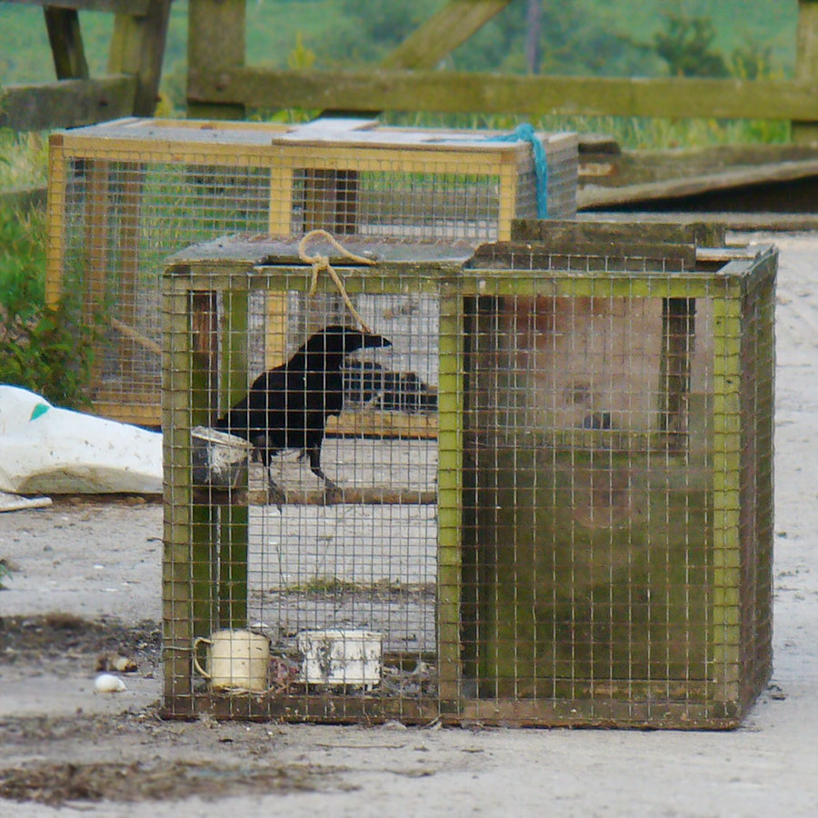 Larsen Trap - Wild bird traps used to catch wild Corvids