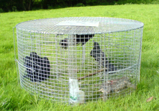 Multi Catch Larsen Trap with side entry sliding trap doors are operated by a wire treadle