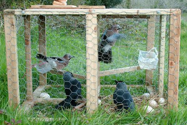 Corvid Trap Abuse Film