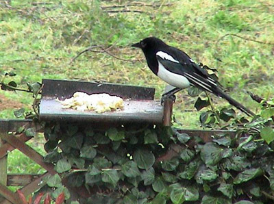 Magpie feeding station