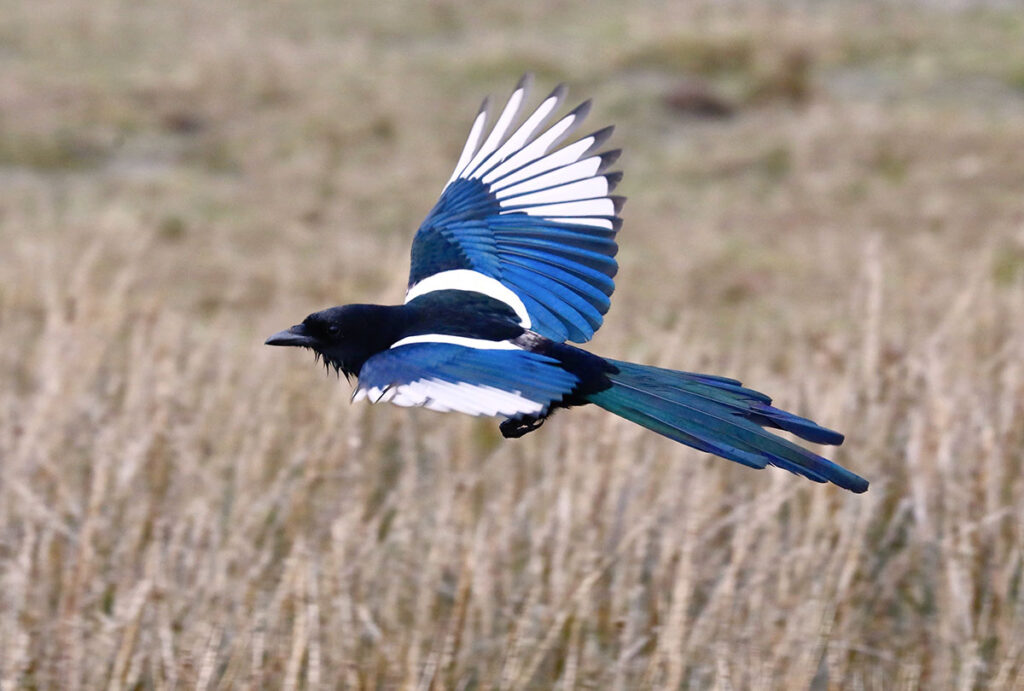 Magpie in Flight