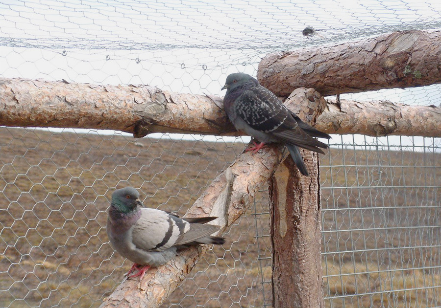 Pigeons are used as decoy birds by gamekeepers to attarct birds of prey