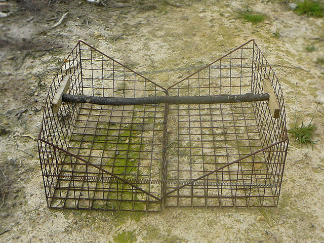 Clam Trap used to trap birds of prey