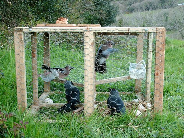 Larsen Traps - Against Corvid Traps