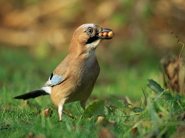 Wild Justice gives latest situation regarding Gamekeepers and Corvid persecution